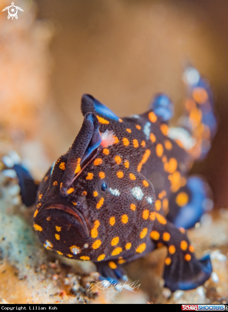 A Juvenile Painted frogfish 