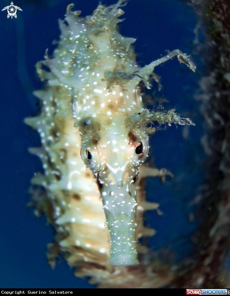A Hippocampus
