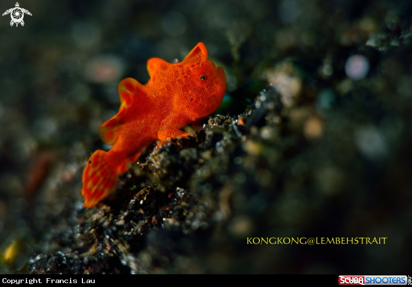 A Baby Frogfish