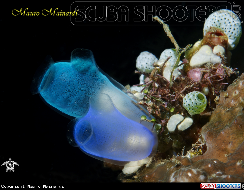 A Tunicates