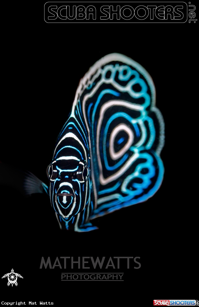 A Juvenile Emperor Angelfish