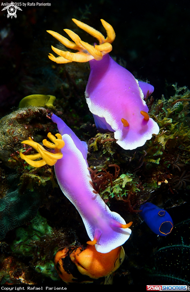 A Nudis 