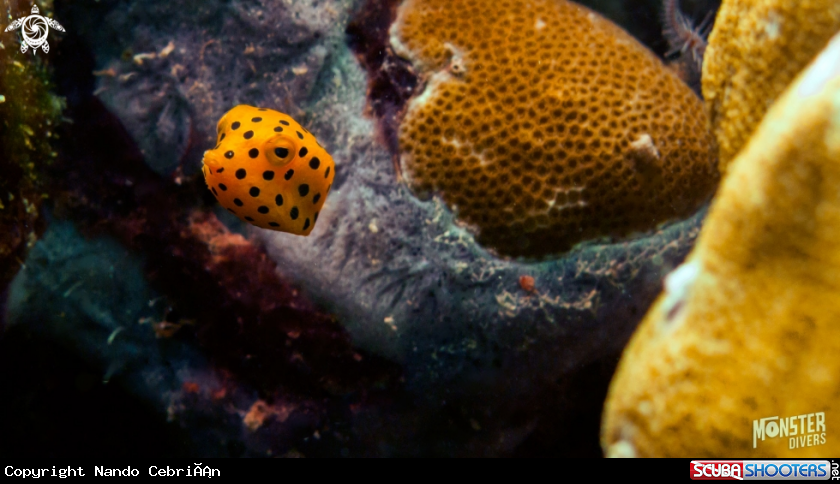 A Yellow boxfish 