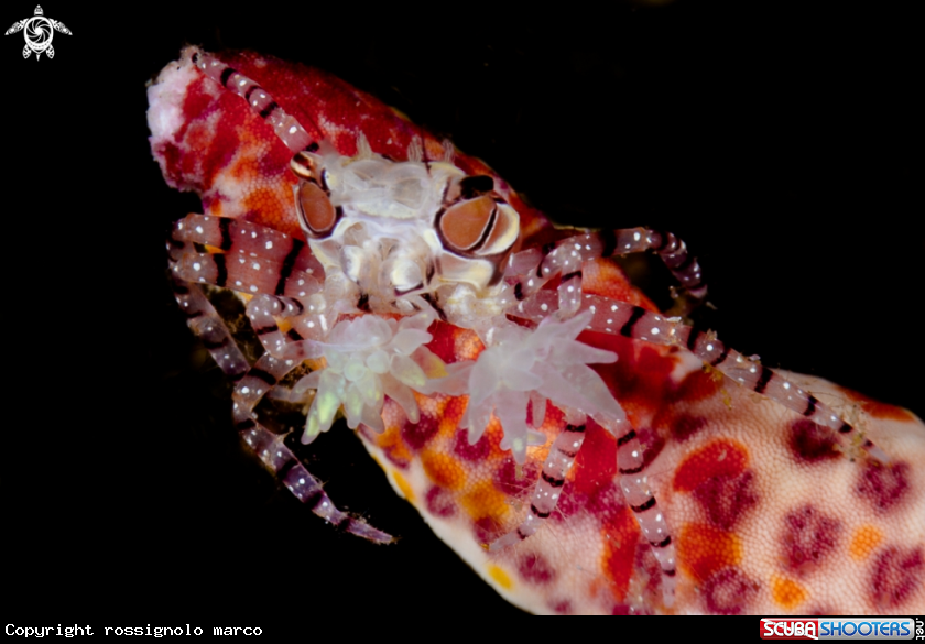 A Boxer Crab
