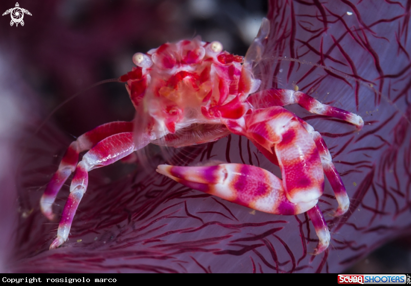 A Porcelain Crab