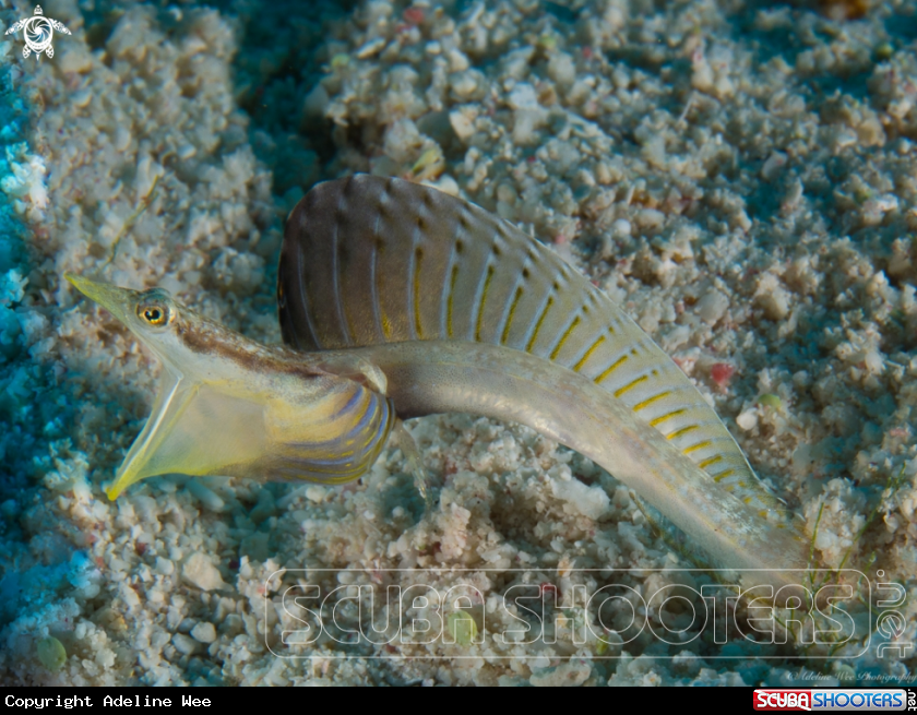 A Yellowface pikeblenny