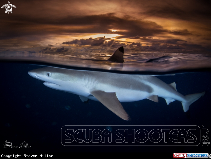 A Blacktop Reefshark