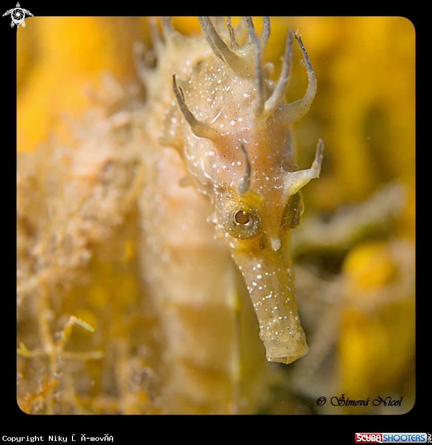 A Sea horse