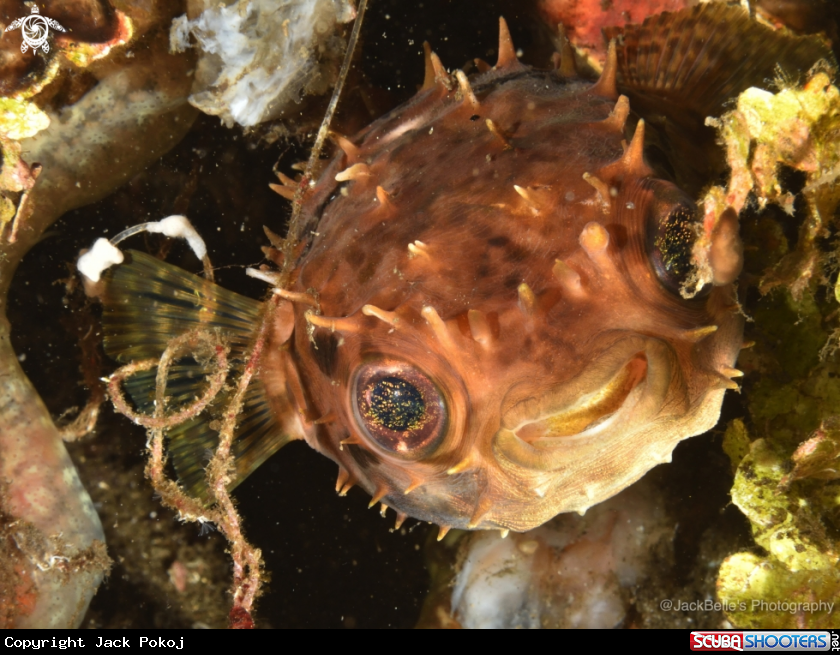 A Porcupine fish 