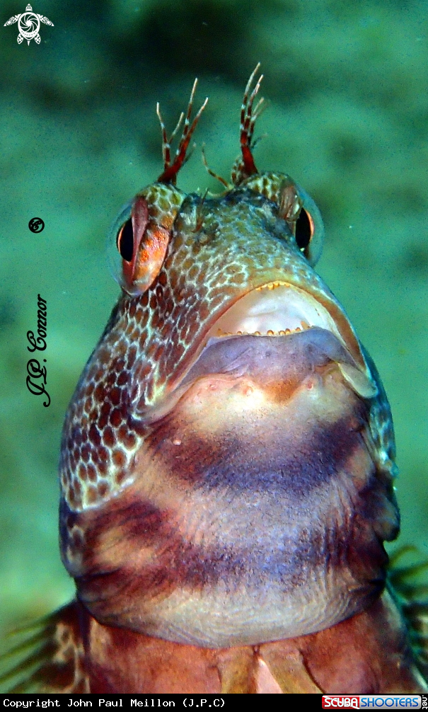 A BLENNIE PILICORNE