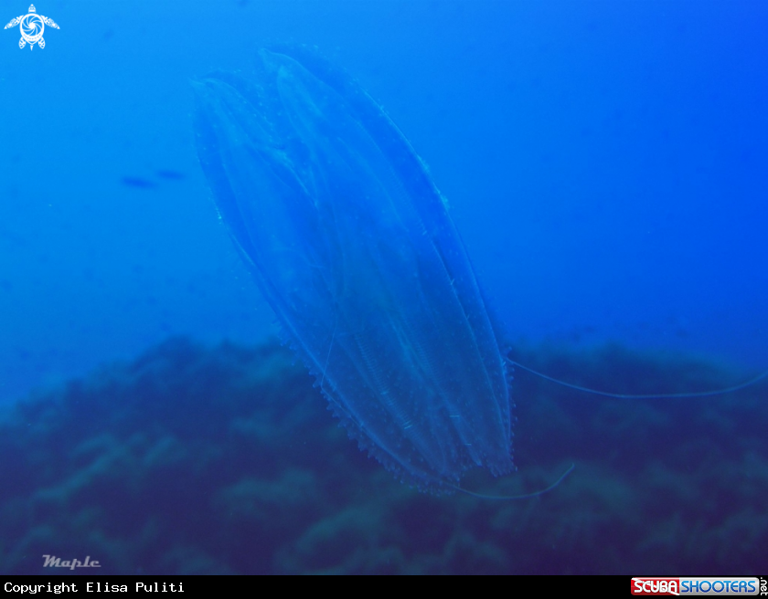 A Comb jelly Bolinopsis infundibulum