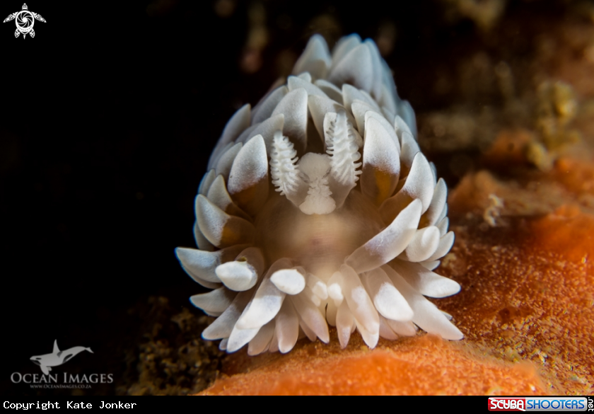 A Silvertip Nudibranch