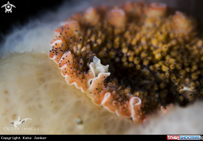 A Carpet Flatworm
