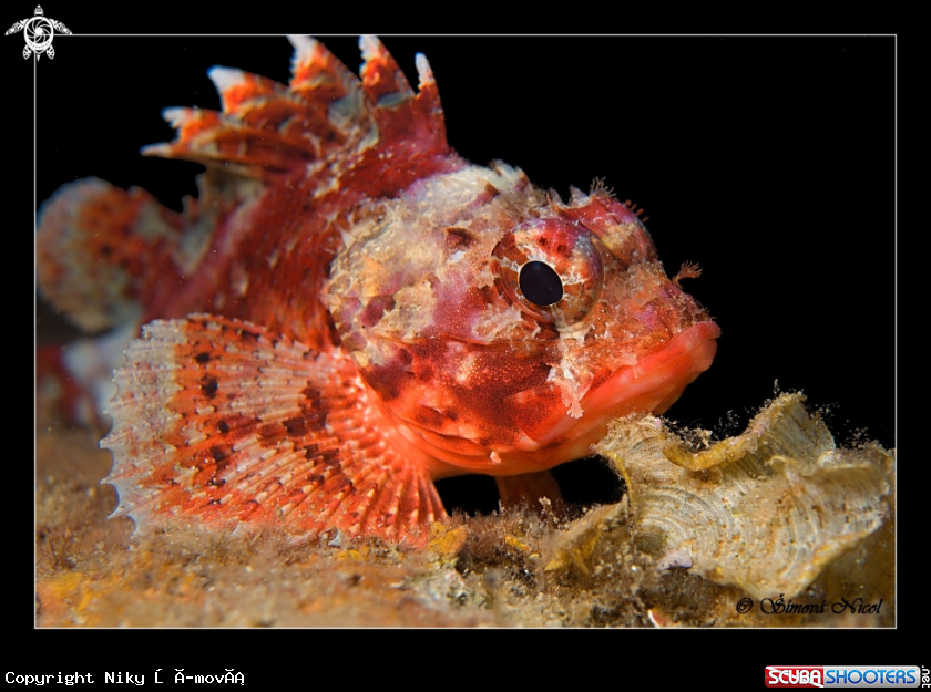 A Stone fish