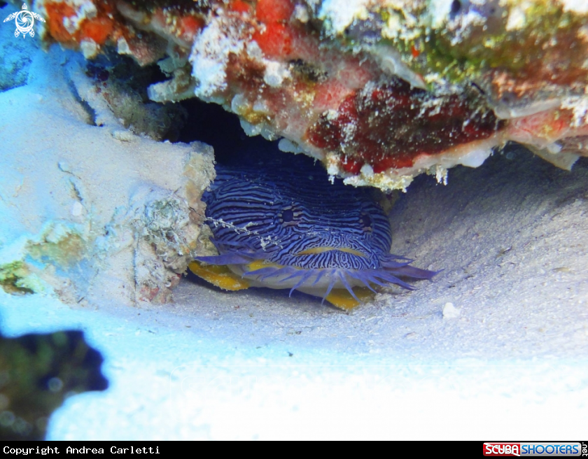 A Cozumel splendid toadfish