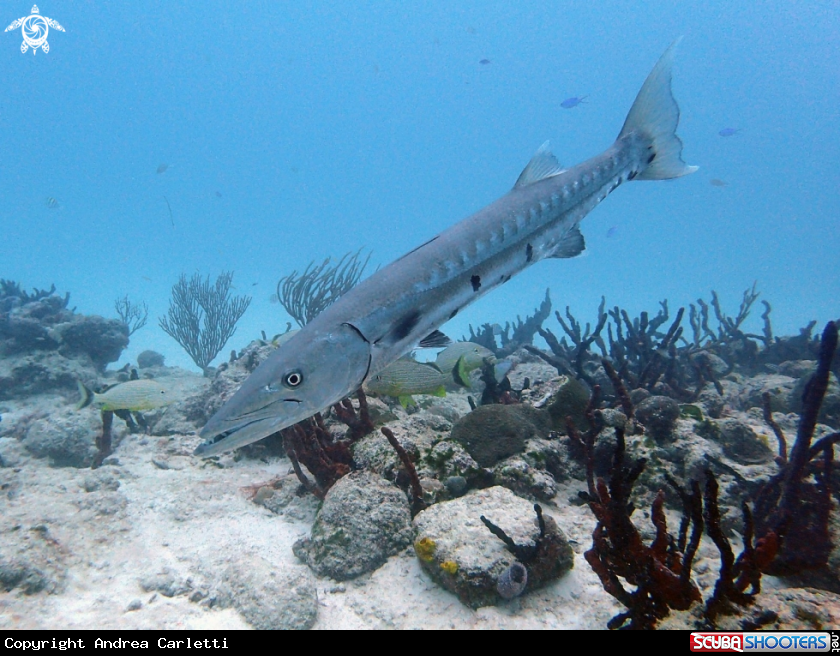 A Great barracuda