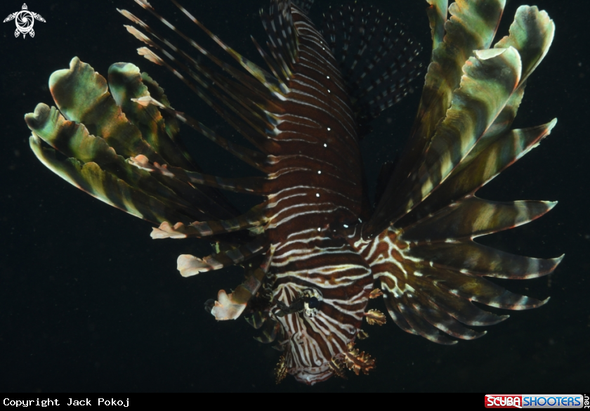 A Lionfish
