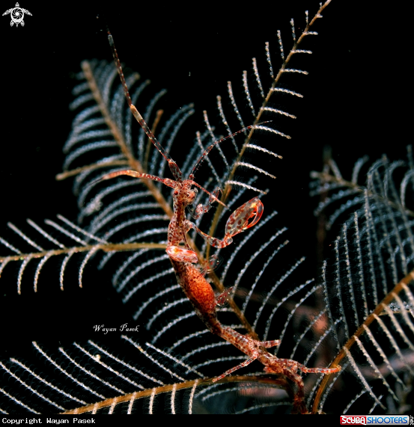 A skeleton shrimp