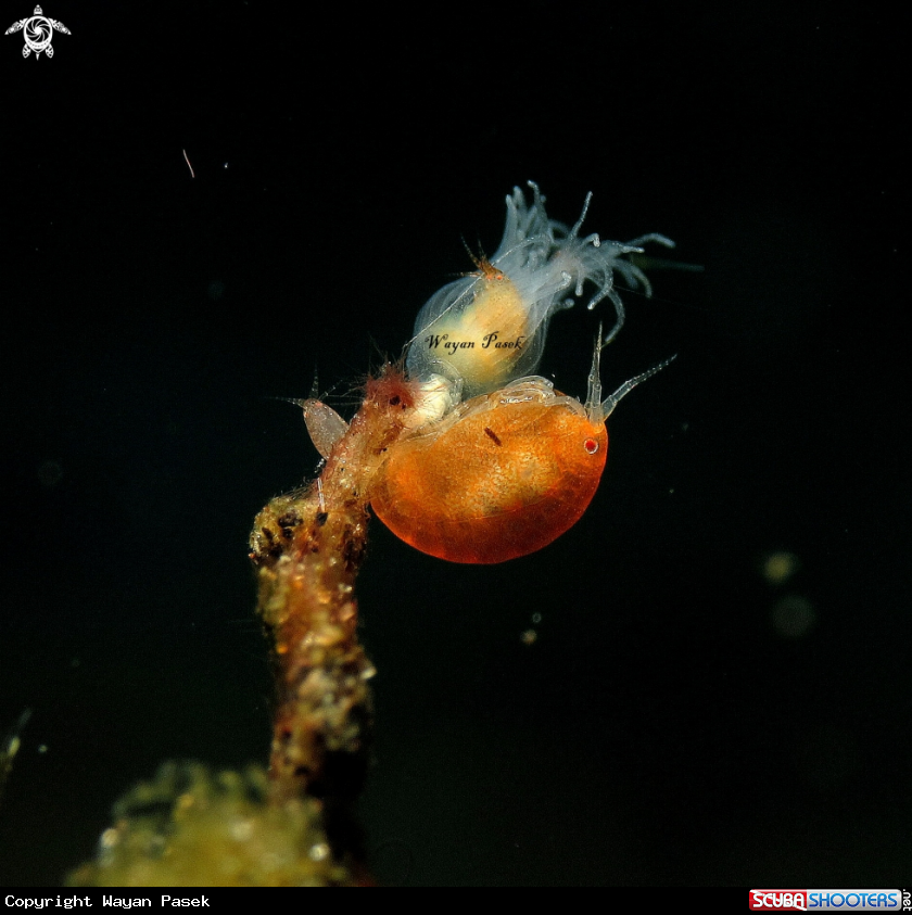 A Amphipod