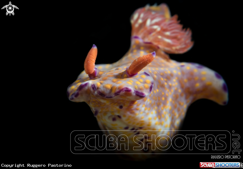 A Nudibranch