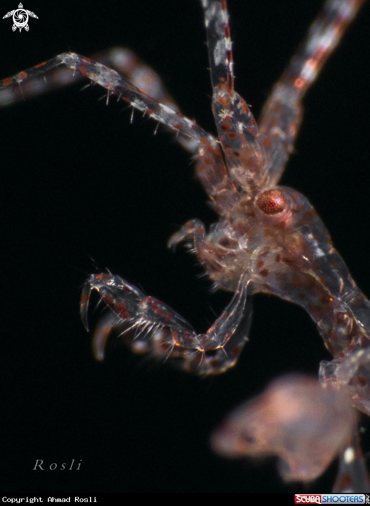 A Skeleton Shrimp