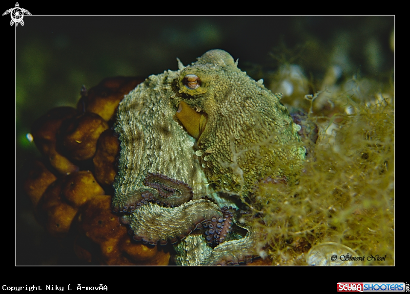 A Octopus