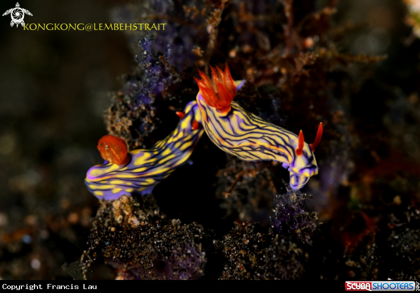 A Nudibranch