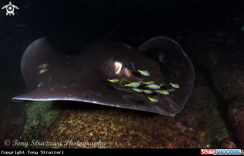 A Bull Ray