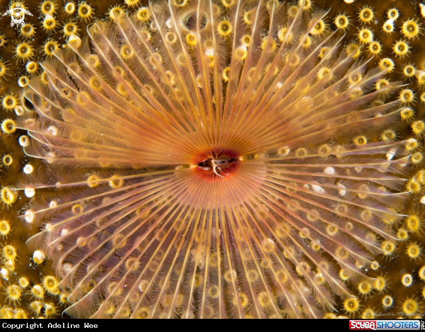 A Tubeworm