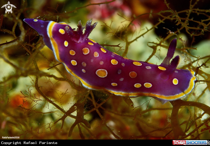 A Luterosa 