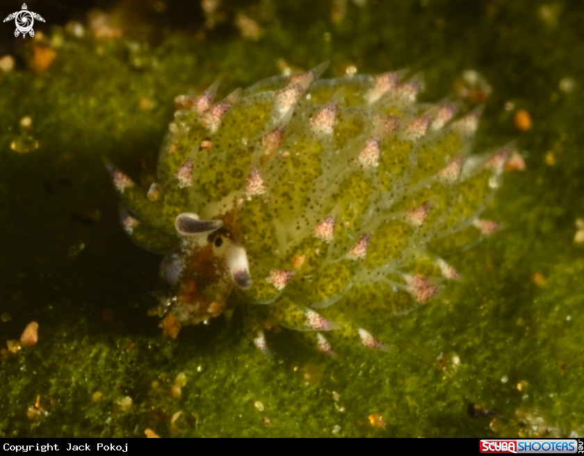 A Costasiella kuroshimae