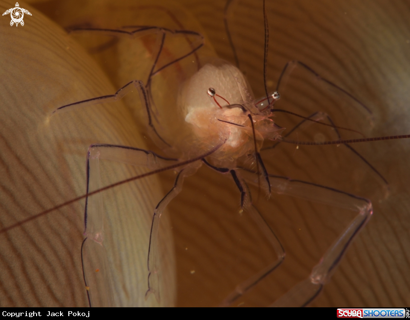 A Bubble Coral Shrimp