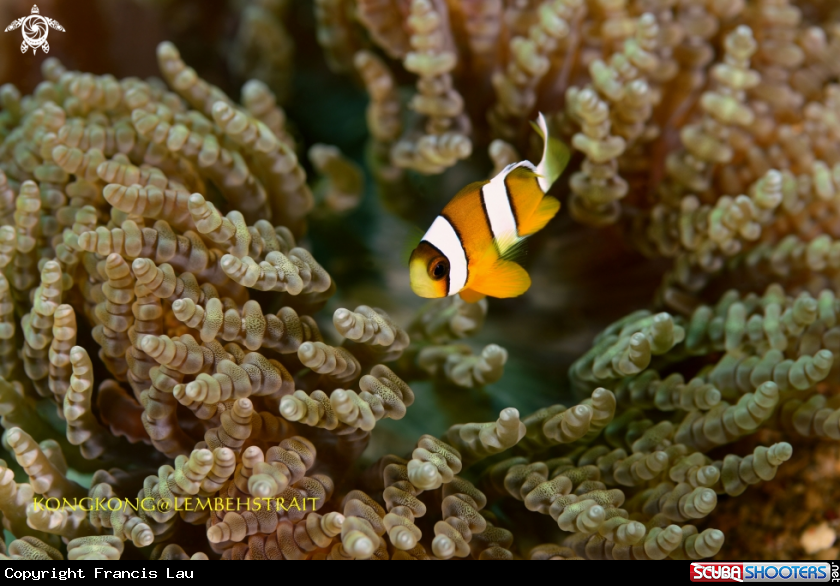A Anemonefish