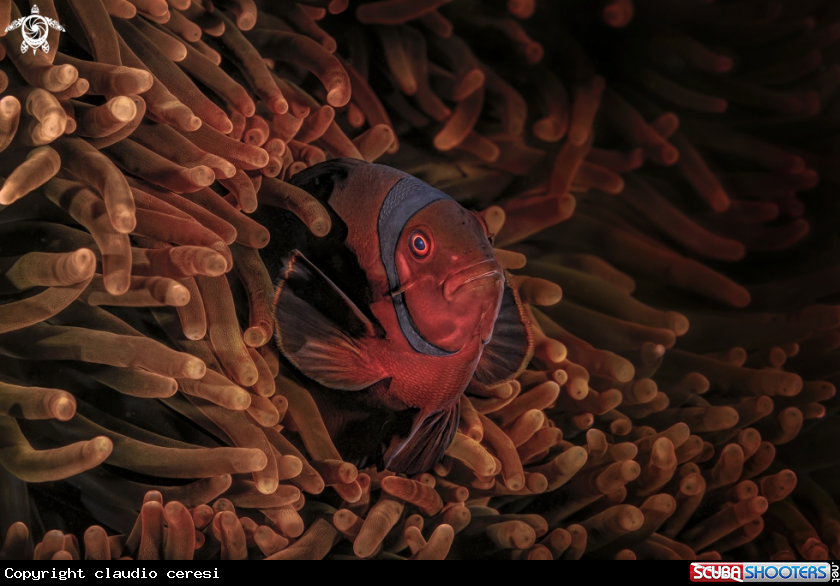 A clownfish  