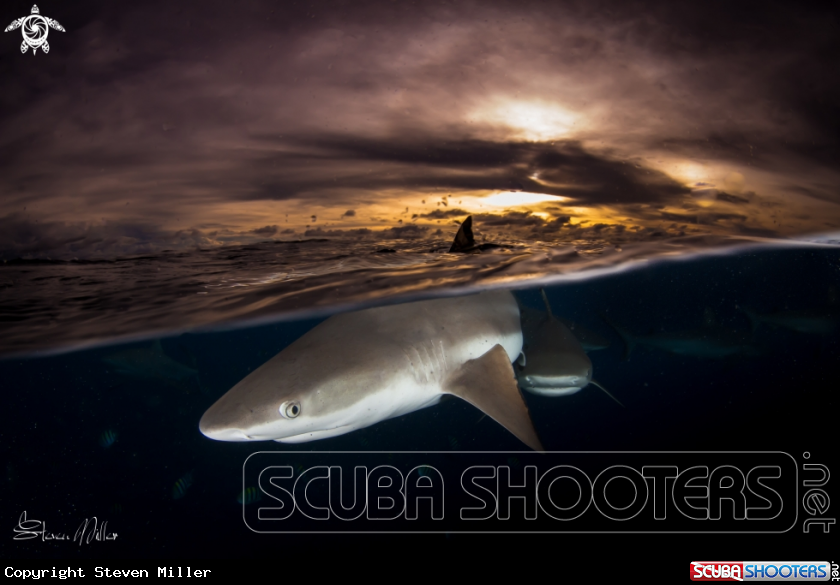 A Blacktop Reefshark