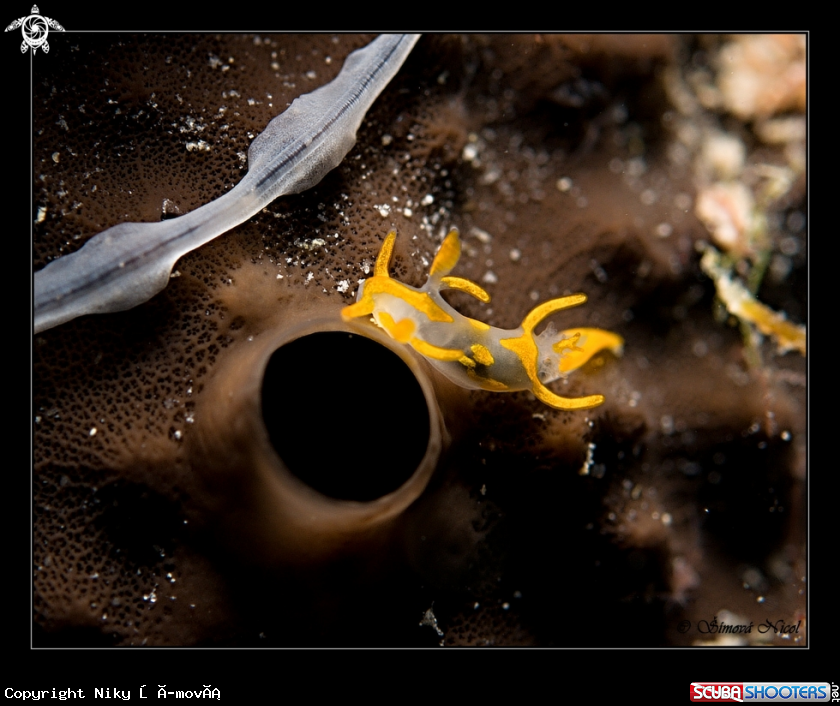 A nudibranch