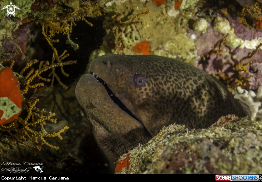 A Moray Eel