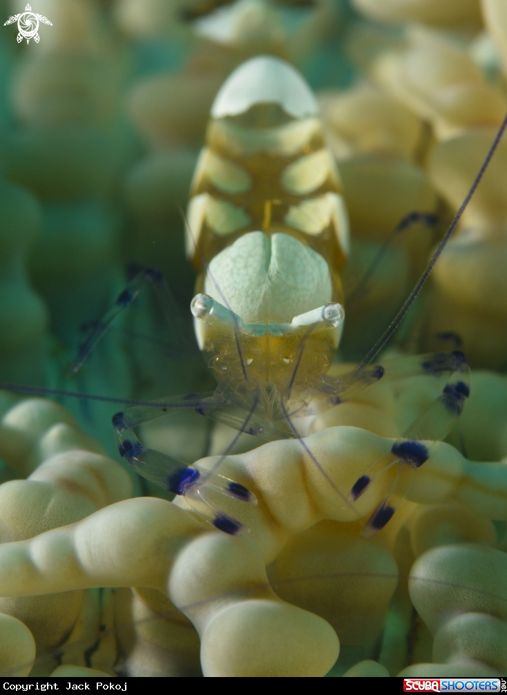A Cleaner shrimp