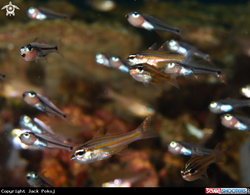 A Cardinal fish