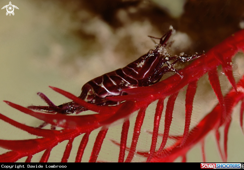 A gamebretto del crinoide