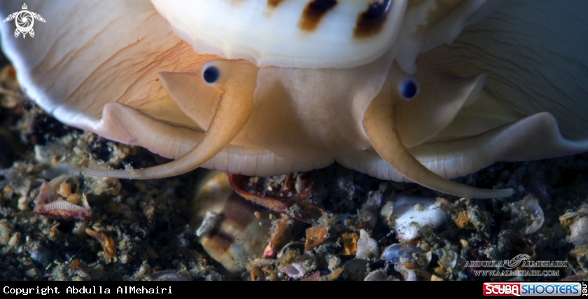 A shell snail