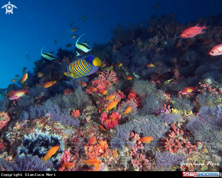 A Reef fishes, corals