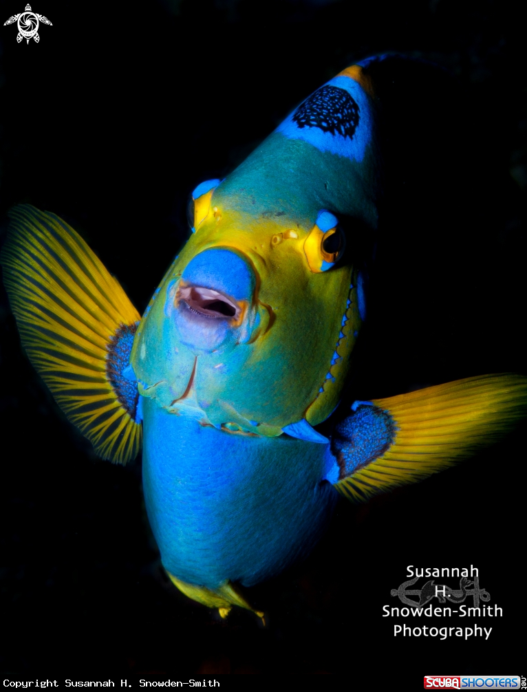 A Queen Angelfish