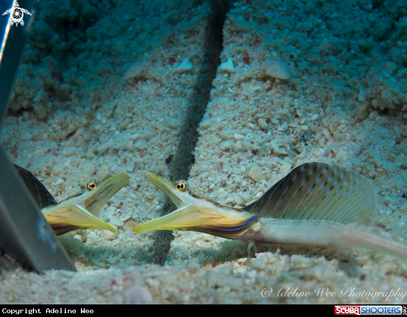 A Yellowface pike blenny