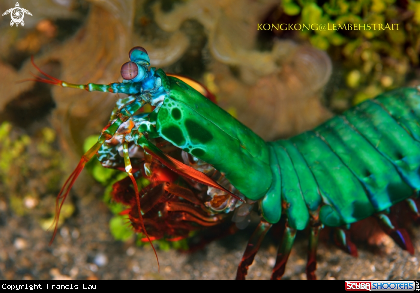 A Peacock Mantis Shrimp