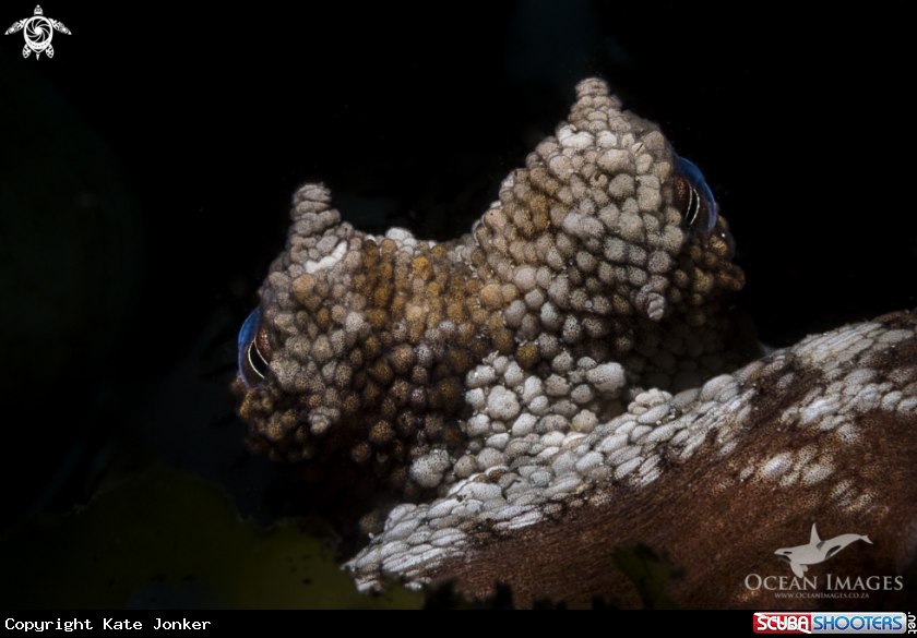 A Common Octopus