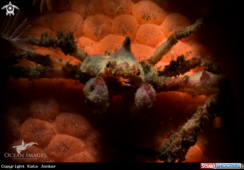 A Hotlips Spider Crab