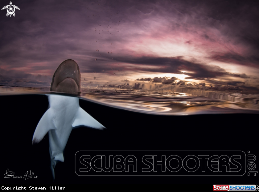 A Blacktip Reefshark