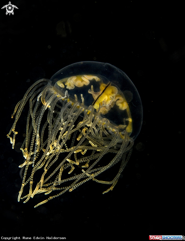 A Medusa