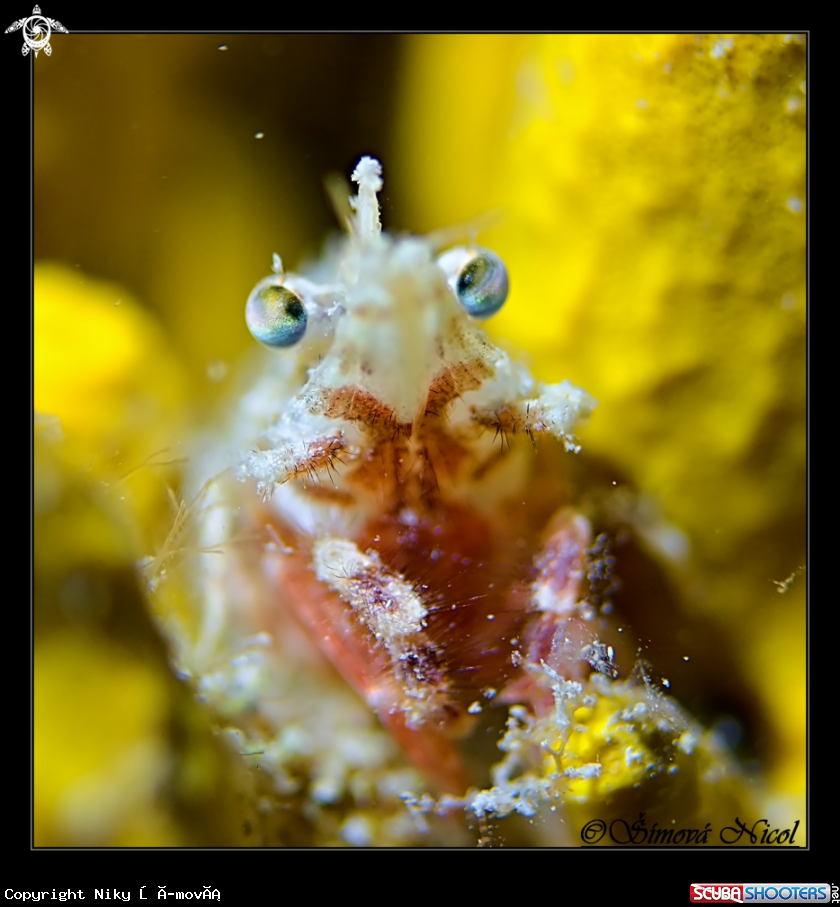 A shrimp